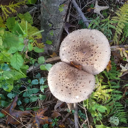 Zidanica Ravbar Ursna Sela