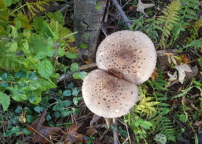 Zidanica Ravbar Ursna Sela